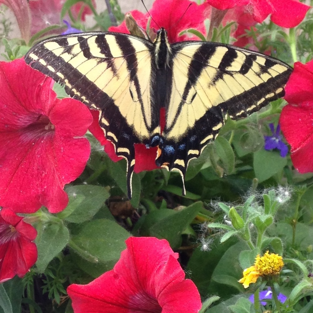 🦋Meet your Posher, Class*tiques! DO NOT PURCHASE THIS LISTING!